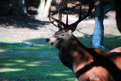 neues aus der tierwelt