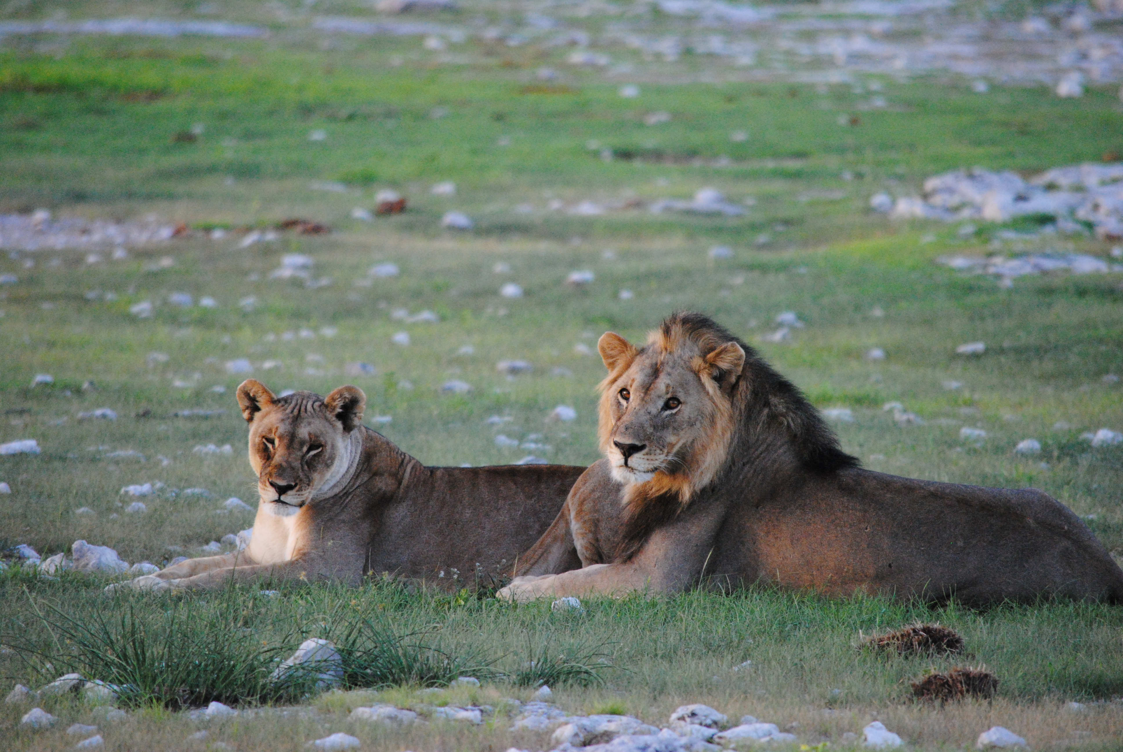 Löwen in Ethosa