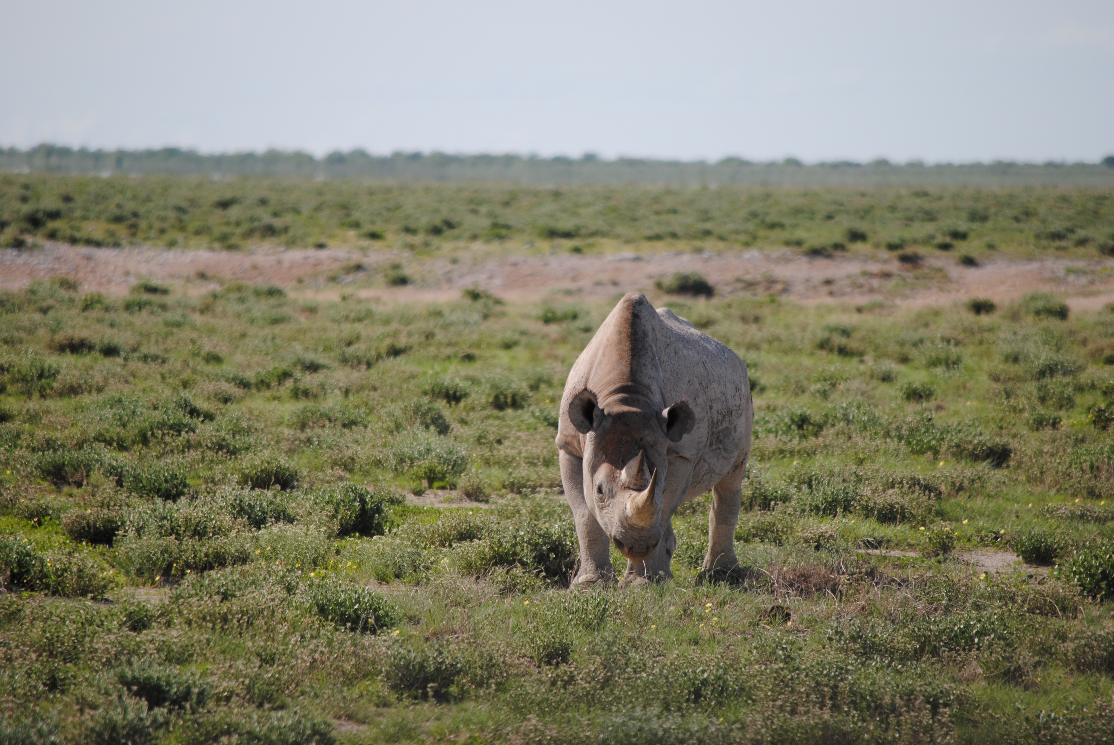 Nashorn im Ethosa-Nationalpark