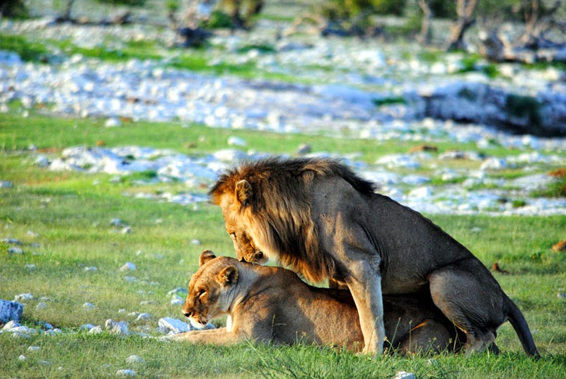 Löwen in Ethosa