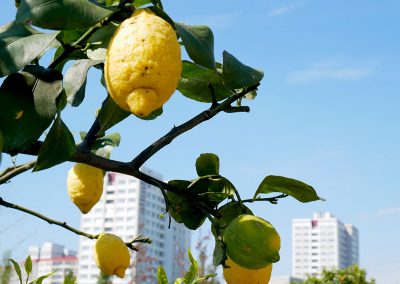 IGA Berlin 2017, Marzahn - Land der Zitronen