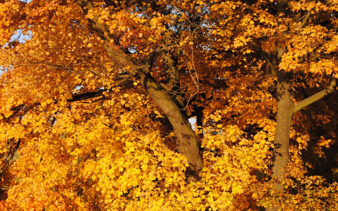 Mein Freund, der Baum