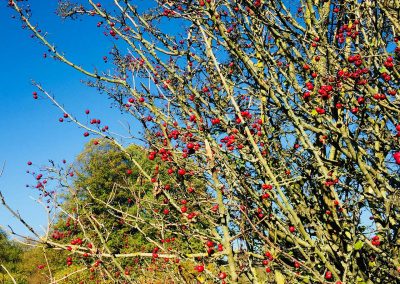 Herbstfrüchte im Westerwald