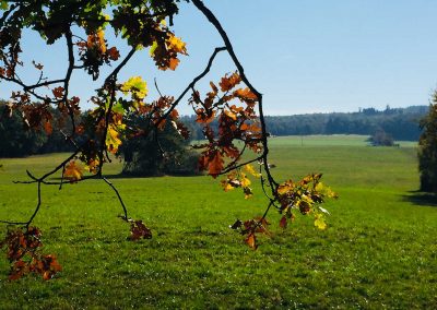 Ebene im Hachenburger Forst