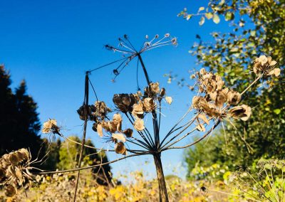 Pflanze am Wegesrand bei Alpenrod