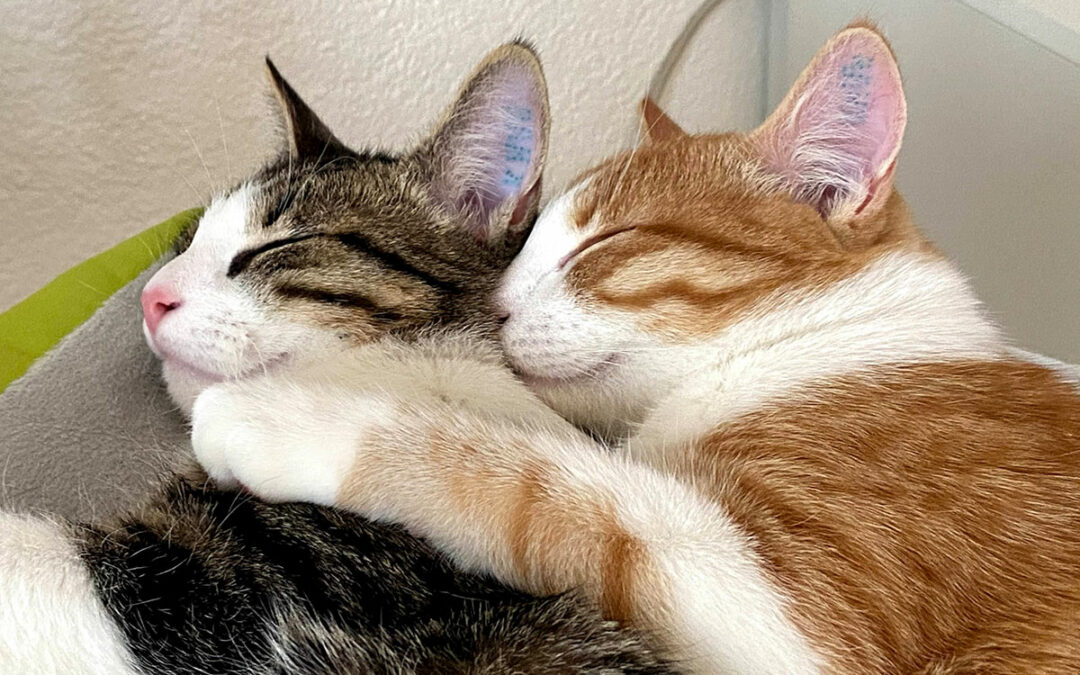 How two cats saved my life